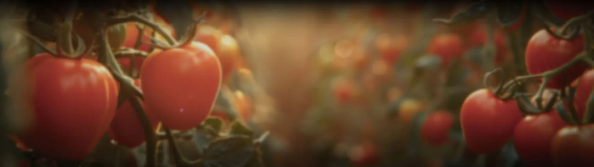 محصولات کامروز