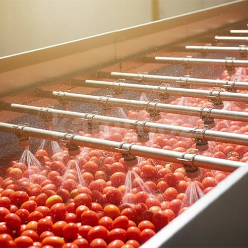 انتخاب گوجه فرنگی